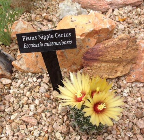 Photo of Escobaria missouriensis (Missouri Pincushion Cactus, Ball Cactus, Plains Nipple Cactus)