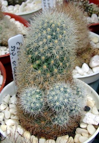 Photo of Escobaria orcuttii (Orcutt Foxtail Cactus)
