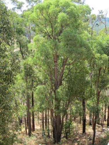 Photo of Eucalyptus marginata (Jarrah)