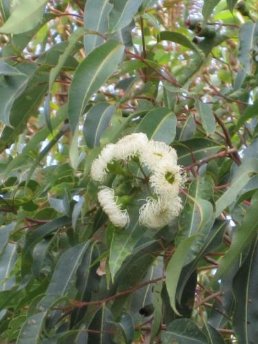 Photo of Eucalyptus marginata (Jarrah)