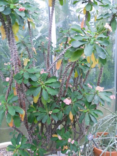 Photo of Euphorbia milii (Crown of Thorns, Christ Plant)