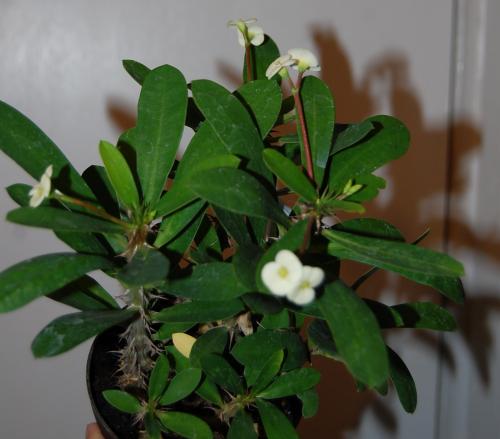 Photo of Euphorbia milii (Crown of Thorns, Christ Plant)