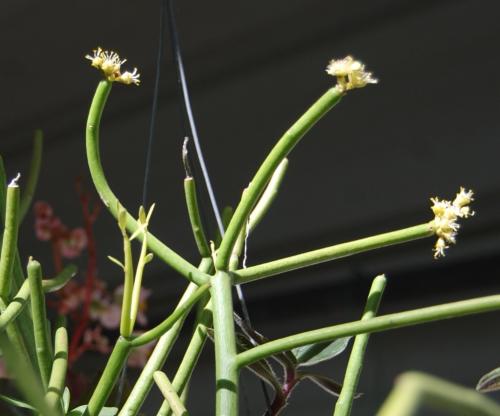 Photo of Euphorbia tirucalli (Indian Tree Spurge, Naked Lady, Pencil Plant)