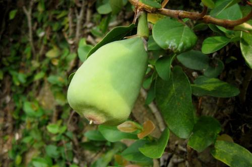 Photo of Ficus pumila (Creeping Fig, Climbing Fig)