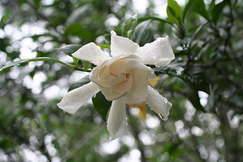 Photo of Gardenia angusta (Cape Jasmine)