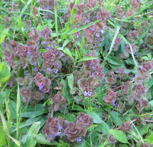Photo of Glechoma hederacea (Ground Ivy, Creeping Charlie)