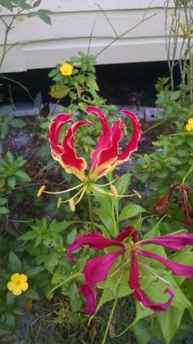 Photo of Gloriosa superba (Gloriosa Lily, Flame Lily)