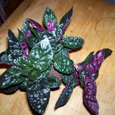 Photo of Hemigraphis alternata (Redivy, Red Flame Ivy, Purple Waffle Plant)
