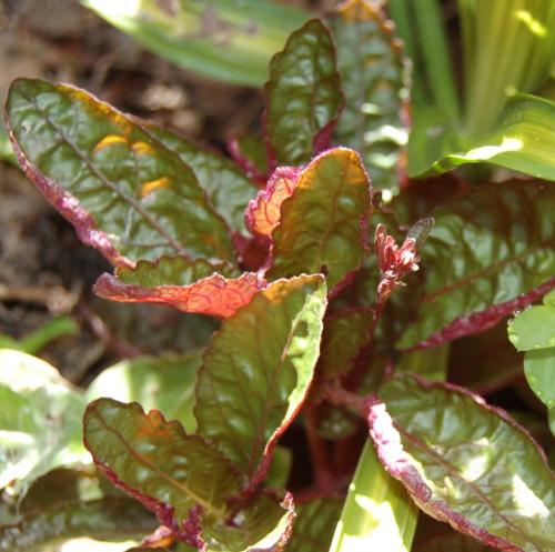 Photo of Hemigraphis alternata (Redivy, Red Flame Ivy, Purple Waffle Plant)