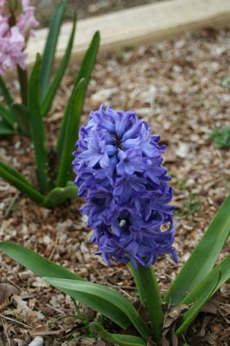 Photo of Hyacinthus orientalis (Common Hyacinth, Garden Hyacinth)