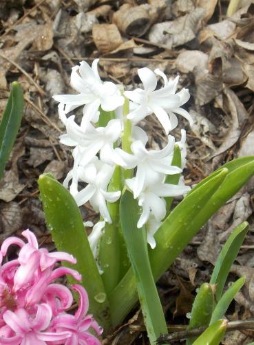 Photo of Hyacinthus orientalis (Common Hyacinth, Garden Hyacinth)