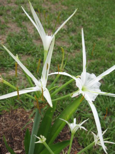 Photo of Hymenocallis liriosme (Spring Spider Lily)
