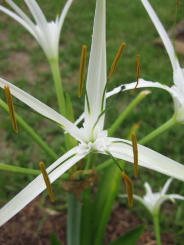Photo of Hymenocallis liriosme (Spring Spider Lily)