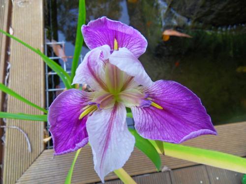 Photo of Iris ensata (Japanese Water Iris, Russian Iris)