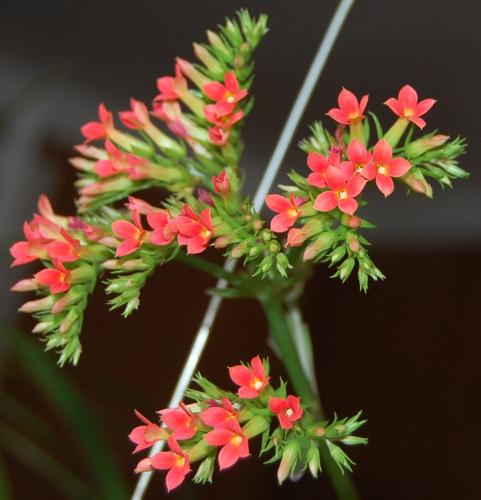 Photo of Kalanchoe blossfeldiana