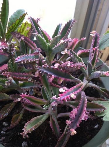 Photo of Kalanchoe daigremontiana (Devil's Backbone, Mother of Thousands, Mexican Hat Plant)