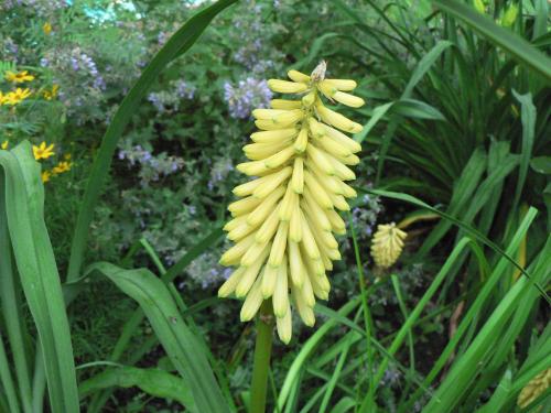 Photo of Kniphofia uvaria (Red Hot Poker, Torch Lily)