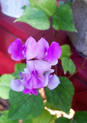 Photo of Lablab purpureus (Hyacinth Bean)