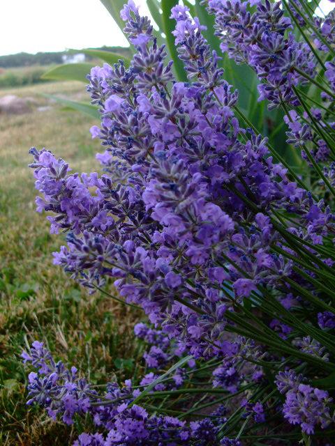 Photo of Lavandula angustifolia (English lavender)