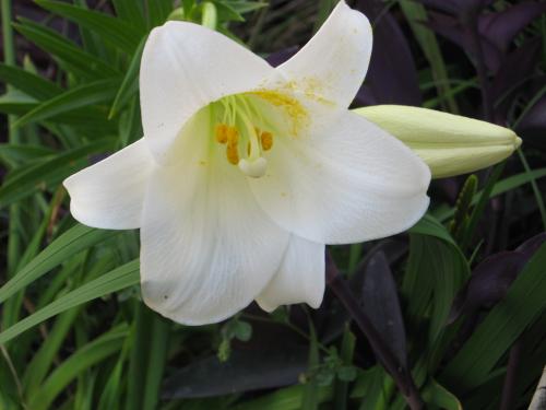 Photo of Lilium longiflorum (Easter Lily, November Lily)