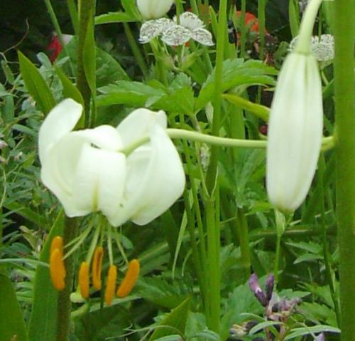 Photo of Lilium martagon (Martagon Lily, Turk's Cap Lily)