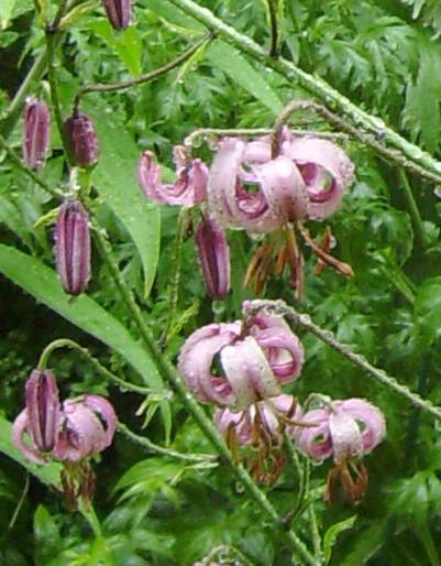 Photo of Lilium martagon (Martagon Lily, Turk's Cap Lily)