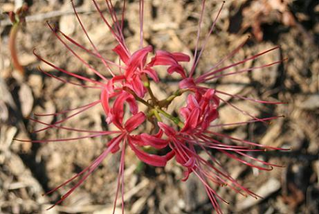 Photo of Lycoris radiata (Naked Lady, Red Spider Lily)