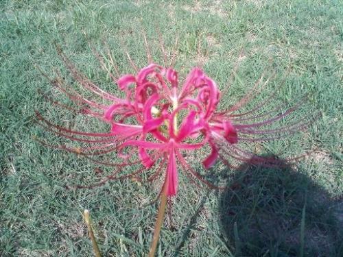 Photo of Lycoris radiata (Naked Lady, Red Spider Lily)