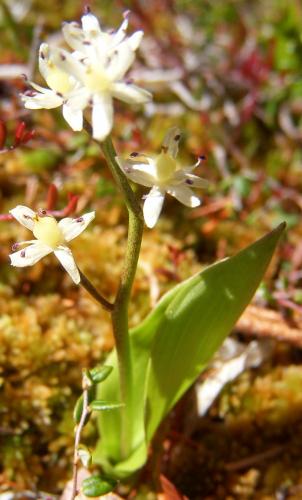 Photo of Maianthemum trifolium (Threeleaf False Lily of The Valley)