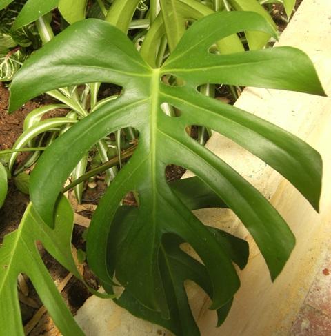 Photo of Monstera deliciosa (Ceriman, Swiss Cheese Plant, Monster Fruit,Split-leaf Philodendron)