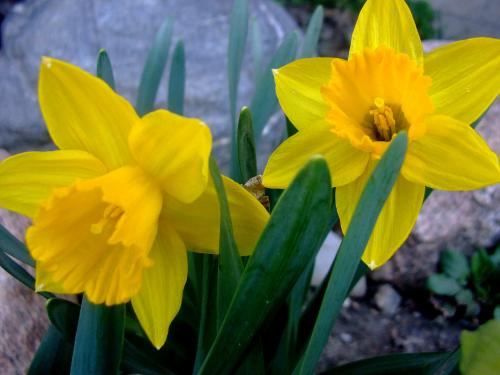 Photo of Narcissus pseudonarcissus (Wild Daffodil )