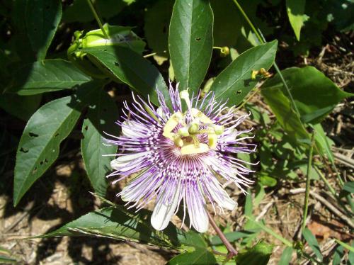 Photo of Passiflora incarnata (Maypop, Purple Passionflower)