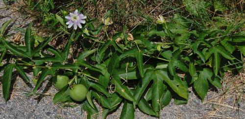 Photo of Passiflora incarnata (Maypop, Purple Passionflower)