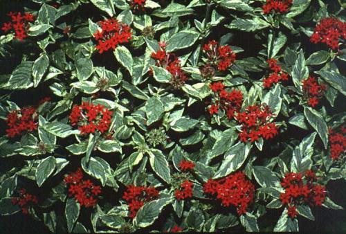 Photo of Pentas lanceolata (Pentas, Star Flower)