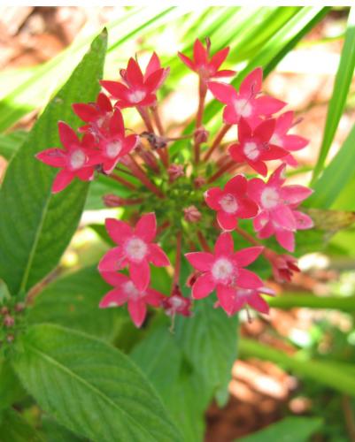 Photo of Pentas lanceolata (Pentas, Star Flower)