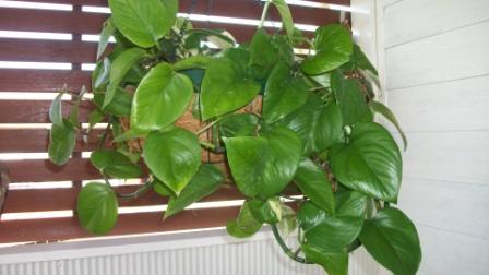 Photo of Philodendron hederaceum (Heartleaf Philodendron)