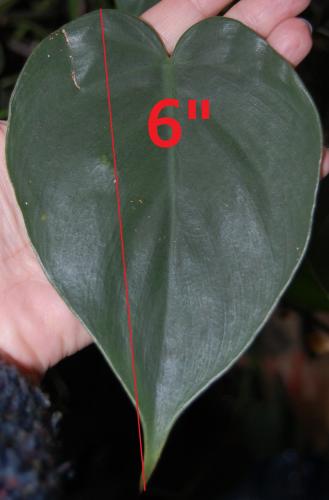 Photo of Philodendron hederaceum (Heartleaf Philodendron)
