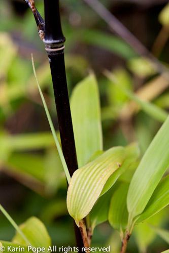 Photo of Phyllostachys nigra (Black Bamboo, Kuro-Chiku)