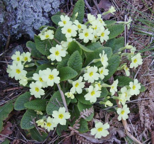 Photo of Primula vulgaris (Common Primrose, English Primrose)