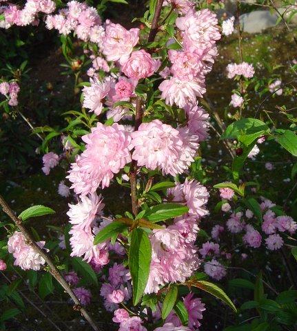Photo of Prunus glandulosa (Flowering Almond)