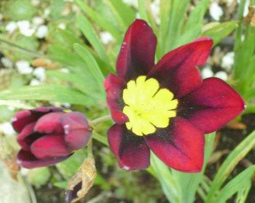 Photo of Sparaxis tricolor (Wand Flower, Harlequin Flower)