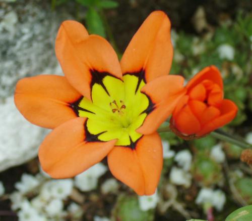 Photo of Sparaxis tricolor (Wand Flower, Harlequin Flower)