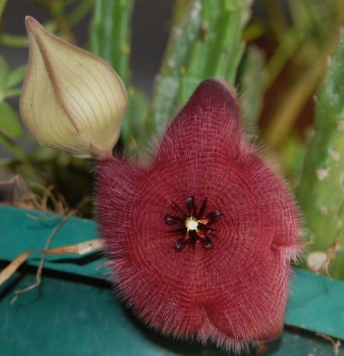 Photo of Stapelia gigantea (Carrion Plant)