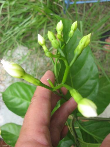 Photo of Tabernaemontana divaricata (Crape Jasmine)