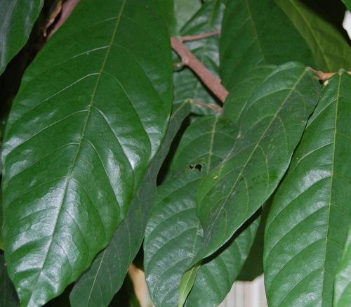 Photo of Theobroma cacao (Cacao, Chocolate Tree)