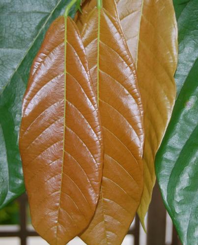 Photo of Theobroma cacao (Cacao, Chocolate Tree)