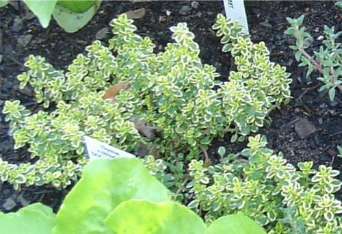 Photo of Thymus pulegioides (Broad-Leafed Thyme, Large Thyme)