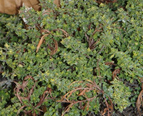 Photo of Thymus pulegioides (Broad-Leafed Thyme, Large Thyme)