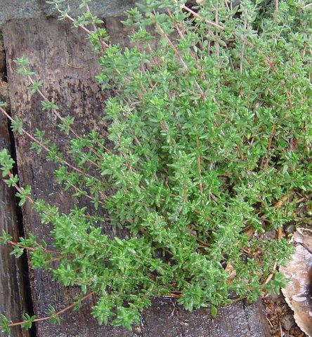 Photo of Thymus vulgaris (Common Thyme)