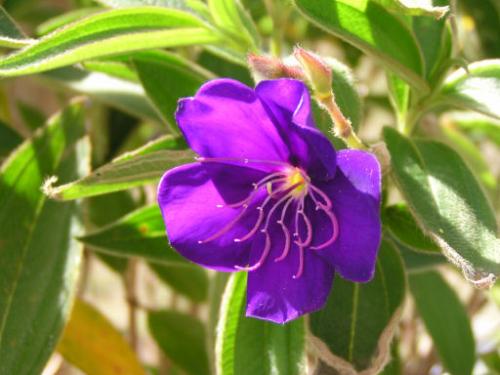 Photo of Tibouchina urvilleana (Princess Flower, Purple Glory Bush)